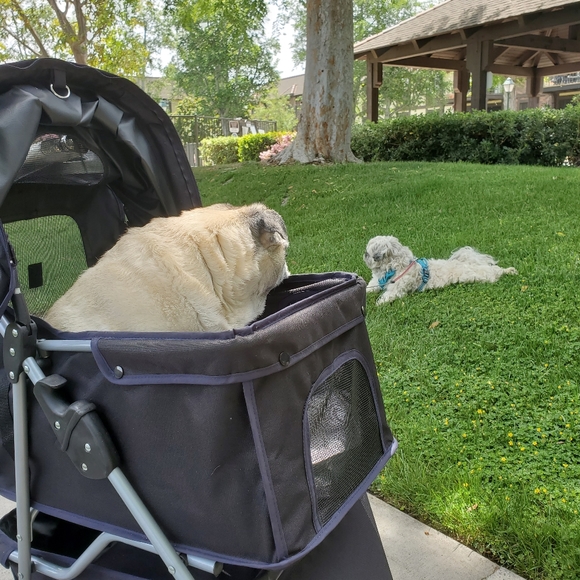 Meet your Posher, Tara - Picture 5 of 13